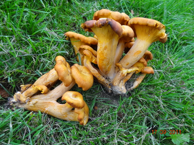 Omphalotus....